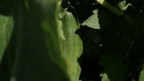 Creeping plant of green cucumber 4K 2160p 30fps UltraHD footage - Fresh gourd family vegetable Cucurbitacea 3840X2160 UHD video