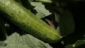 Green creeping plant of cucumber slow tilt 4K 2160p 30fps UltraHD footage - Vegetable Cucurbitacea from gourd family 3840X2160 UHD tilting video