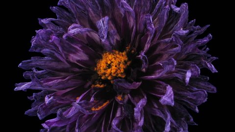 Time-lapse of dying purple dahlia flower 6a3 in RGB + ALPHA matte format isolated on black background
