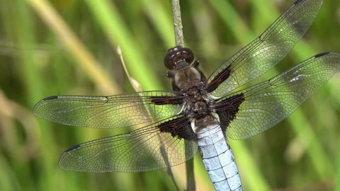 Dragonfly Broad-bodied Chaser or Broad-bodied Darter (Libellula depressa) male sits on a blade of grass