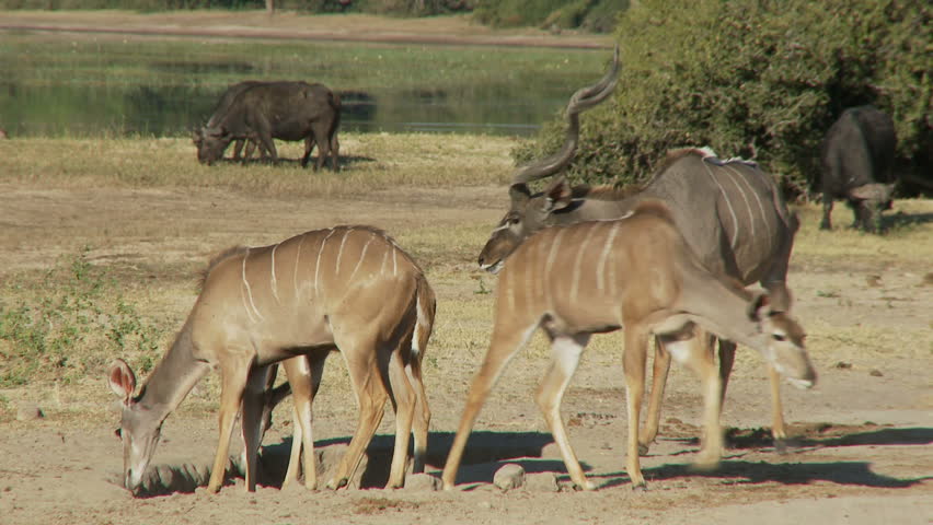 A kudu bull walks up behind a female kudu and sniffs at her genitals to test if