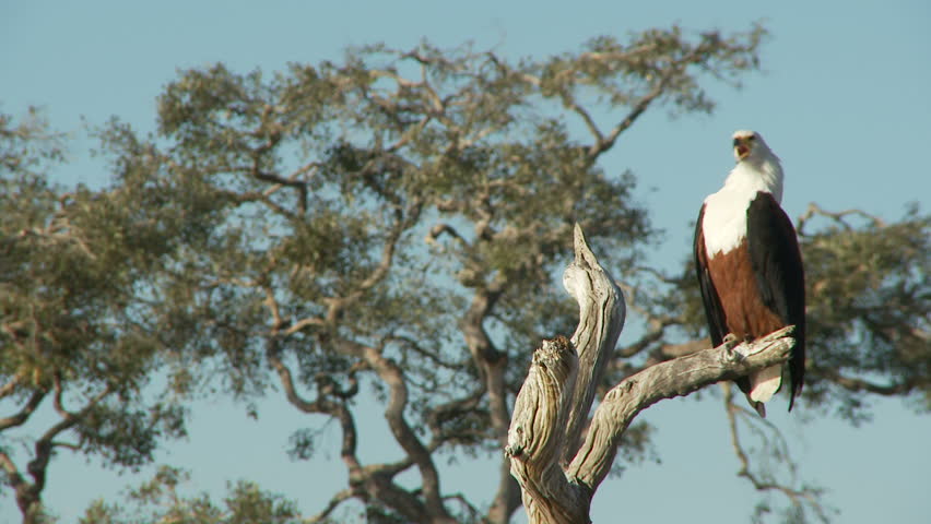 An african fish eagle perched on a dead tree stump