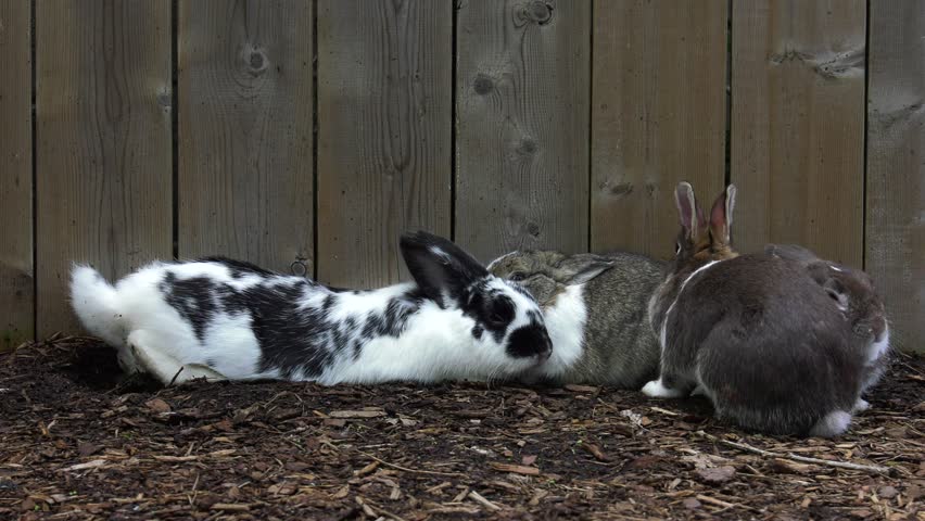 rabbits in pen sleep together