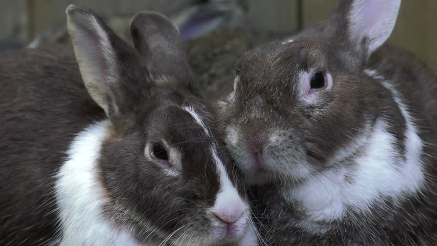 snuggling bunny rabbits are pestered by mosquitos close up