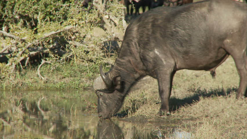 An african buffalo drinks from a small pool of water and is alerted to a nearby sound