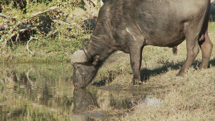 An african buffalo drinks from a small pool of water and is alerted to a nearby