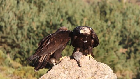 Male and femle og Spanis imperial eagle. Aquila adalberti