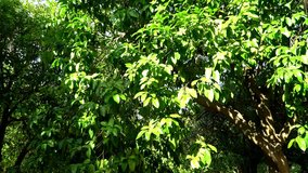 Pan across beautiful lime tree. on a Sunny day. Zooming