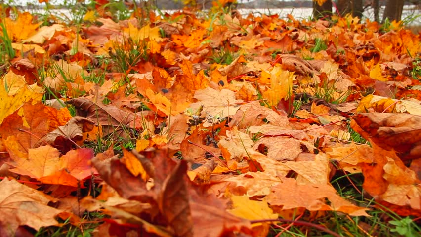 autumn leaves of grass, slider