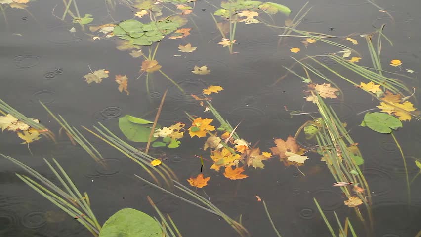 Autumn lake, rain