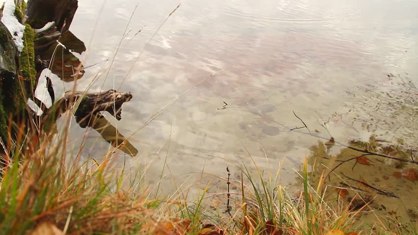 stump in the lake,  slider