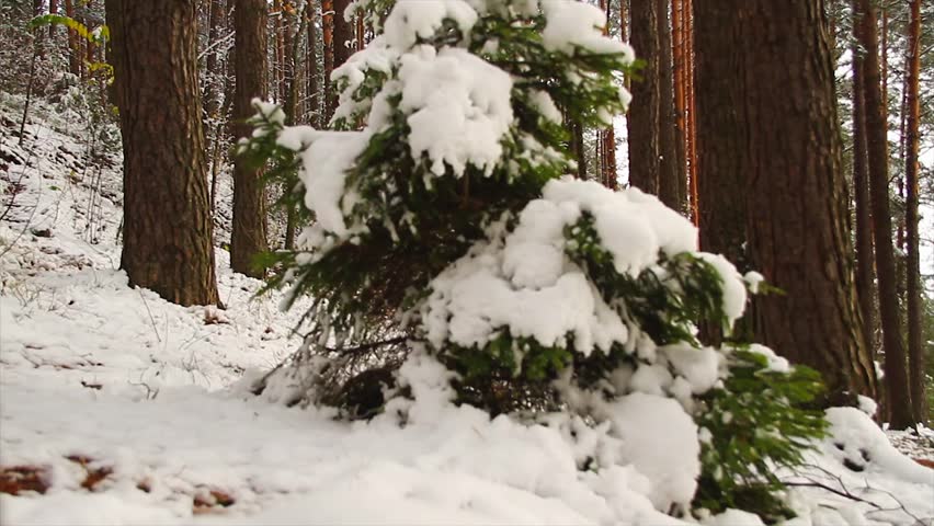 winter forest, slider