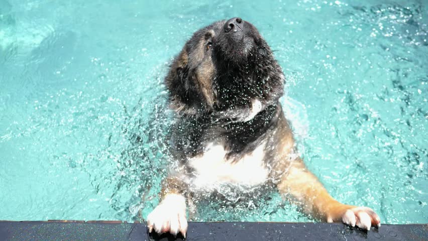 A Big Leonberger Dog Swimming in a Pool. Slow Motion. HD, 1920x1080.  Royalty-Free Stock Footage #29508796