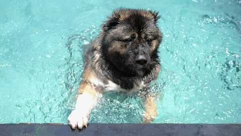 A Big Leonberger Dog Swimming in a Pool. Slow Motion. HD, 1920x1080. 