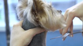 Haircut dog hair of Yorkshire terrier in pet salon. Slow motion