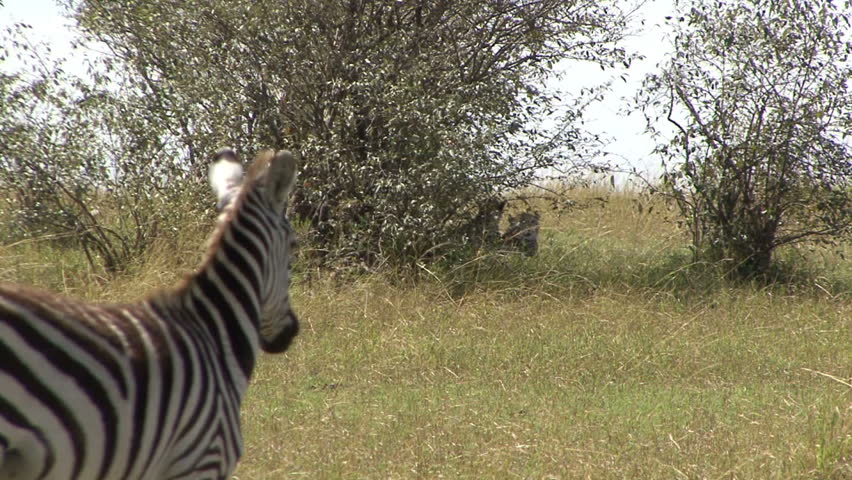 Zebra watch cheetah hidden behind bush which are watching them in Kenya, Africa