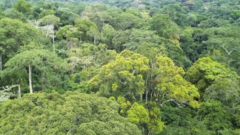 African rain-forest aerial view Congo Basin Cameroon