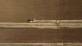 Top view: Combine harvesting wheat on the agricultural field. Aerial drone footage 