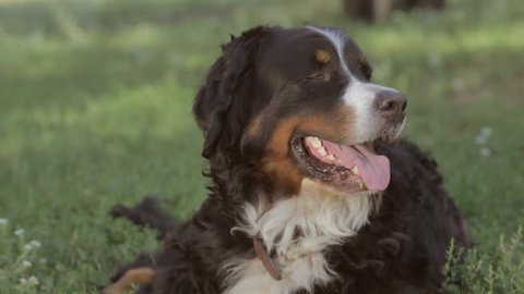 The dog lies on the grass. Bernese Mountain Dog rests in the park. Mountain Dog lying on grass. The head of the Bernese Mountain Dog lying on the green grass it has white strip on his head
