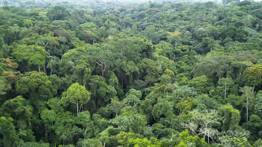 Forest canopy Footage | Stock Clips