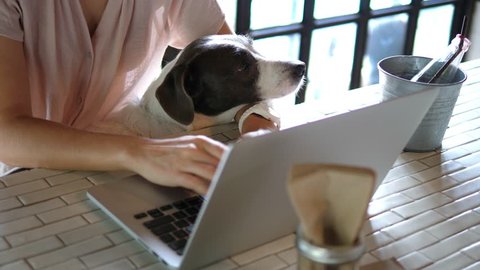 Woman And Her Pet Dog Using Laptop In Cafe. 4K. 