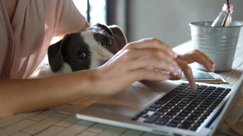 Female Hands Working On Laptop With Cute Dog. 4K. 