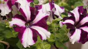 Decorative purple and white plant shallow DOF 4K 2160p 30fps UltraHD footage - Close-up of bicolor hybrid Petunia flower 3840X2160 UHD video