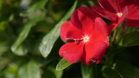 Shallow DOF of Impatiens flower 4K 2160p 30fps UltraHD footage - Red Touch-me-not plant in the garden 3840X2160 UHD video