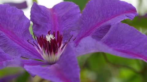 Clematis Flower In The Garden