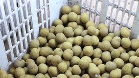 Hand of farmers choose the size of longan from  longan separator machine for packing longan in the basket working in night time.