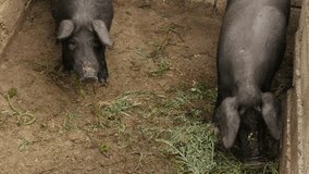 Pair of pigs in the barn close-up 4K 2160p 30fps UltraHD footage - Animals feed on the farm 3840X2160 UHD video