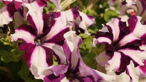 Garden plant petals in purple and white color shallow DOF 4K 2160p 30fps UltraHD footage - Petunia flower details close-up 3840X2160 UHD video