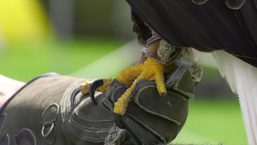 bald eagle talons on falconers glove close up