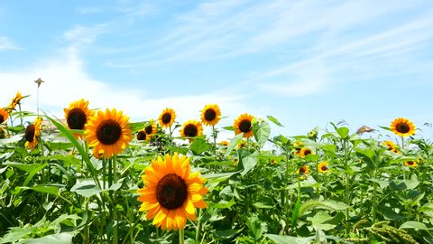 Japanese sunflower field