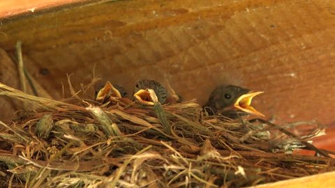 4K Cute new born baby bird sleeping in nest, helpless fragile avian open mouth