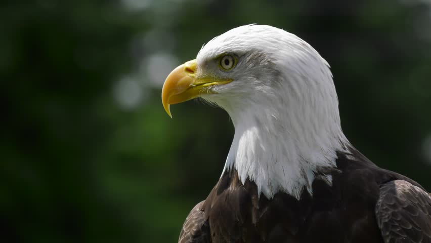 Bald Eagle Stretches its Neck Stock Footage Video (100% Royalty-free ...