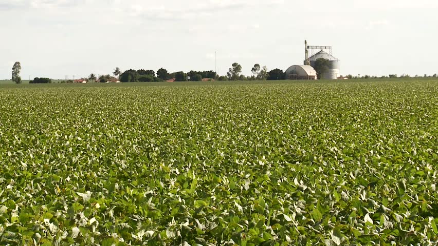 Soybeans field