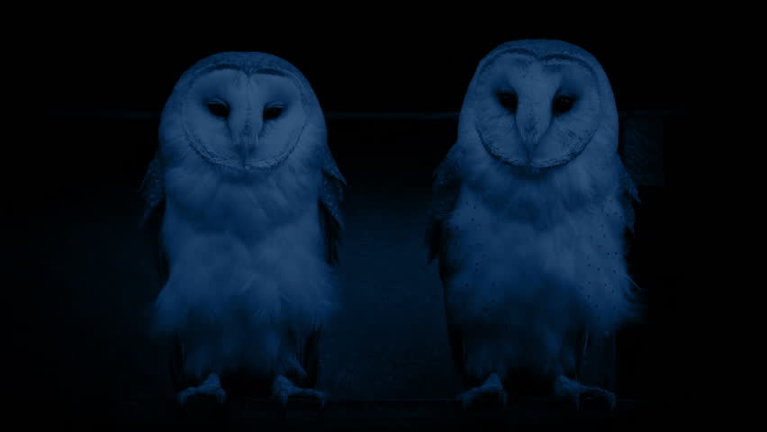Owls At Night. With Sound Royalty-Free Stock Footage #29549689