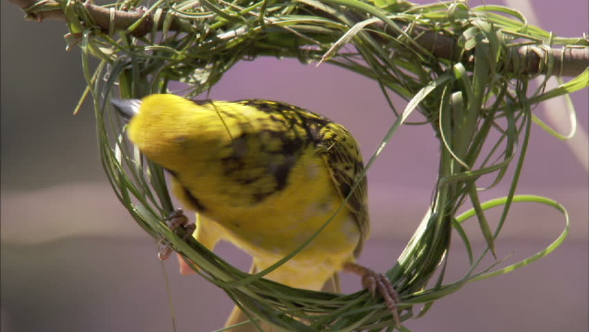 A close-up shot of a spotted backed weaver building his nest by weaving lush