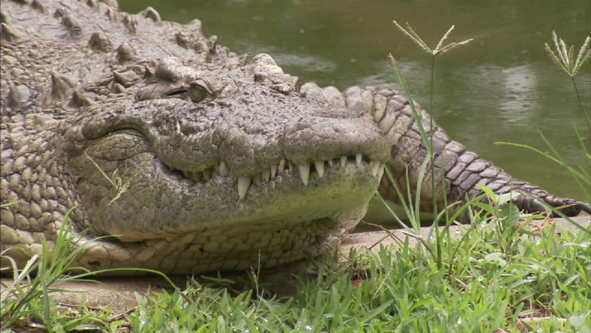 A medium shot of a crocodile resting at the water's edge.