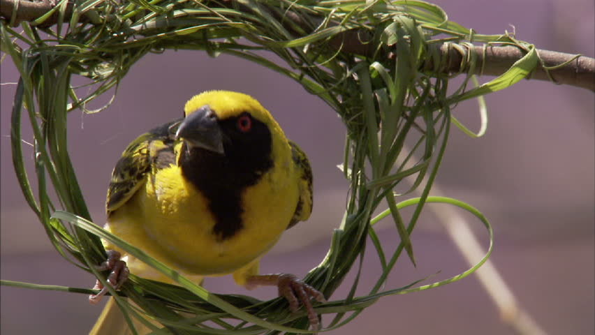 A extreme close up of a spotted backed weaver building his nest by weaving grass
