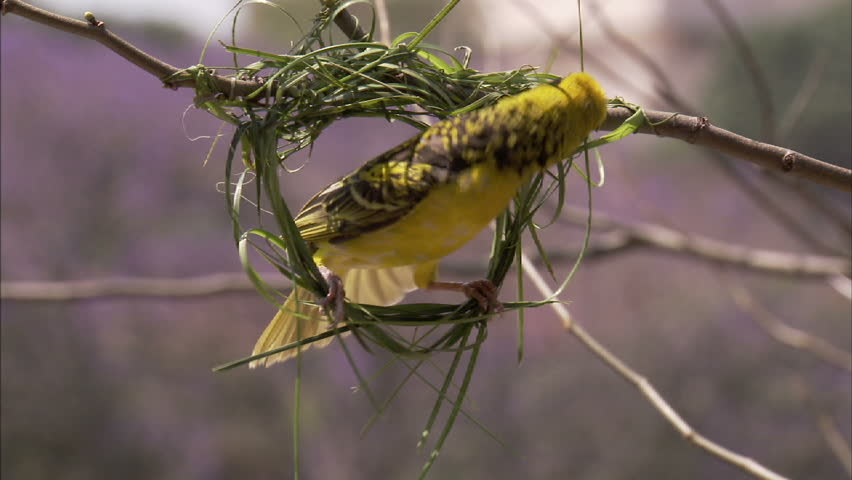 A medium shot of a  male spotted backed weaver building his nest with another
