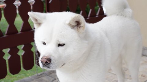 a large dog breed from the mountainous regions of japan