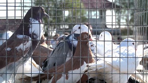 exhibition of pigeons 6