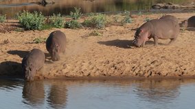 Hippos (Hippopotamus amphibius) entering the water, Kruger National Park, South Africa