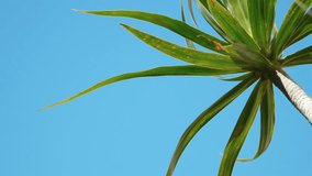 
High quality video of palm tree on the blue sky in 4K
