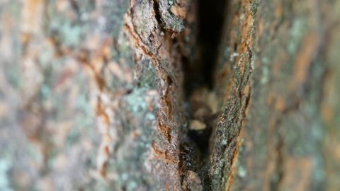 Several ants crawl along the bark of a tree.