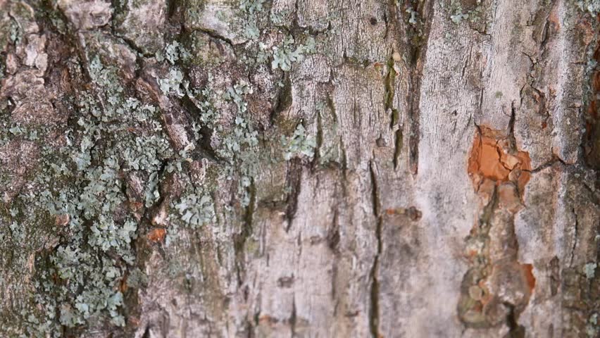 Several ants crawl along the bark of a tree. | Shutterstock HD Video #29556241
