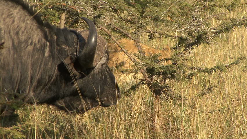 A cape buffalo has had enough and charges a lion in Kenya, Africa.