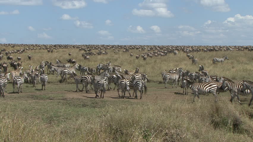 A large herd of wildebeest and zebra after a river crossing in the Masai Mara,